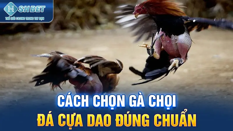 Cách chọn gà chọi đá cựa dao đúng chuẩn
